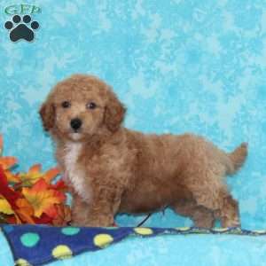 Sugar Maple, Bich-Poo Puppy